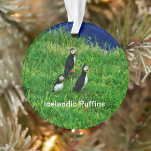 Puffins islandais en été