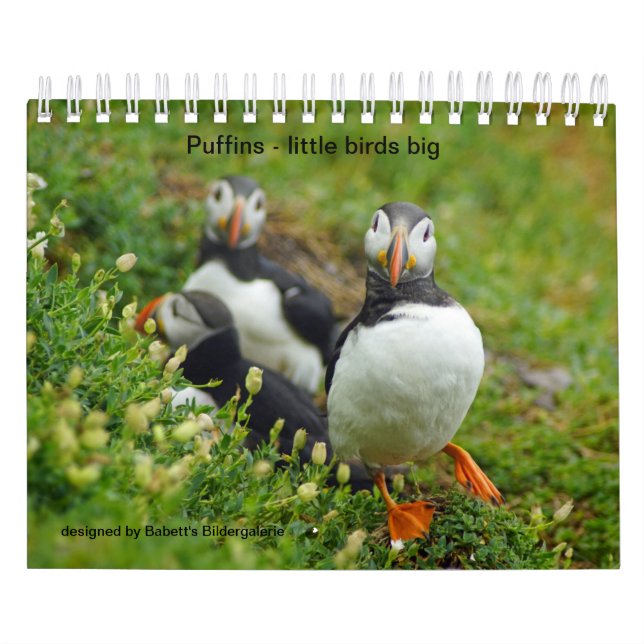Puffins - little birds big kalender (Titelbild)