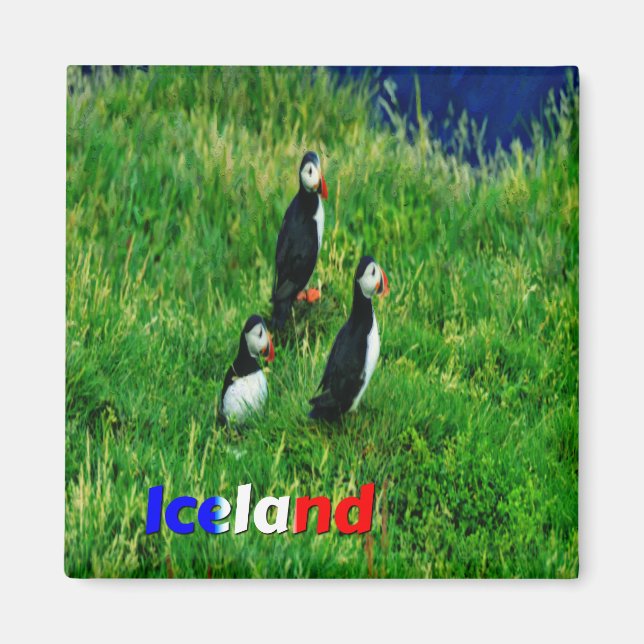 Puffins Magnet (Vorne)