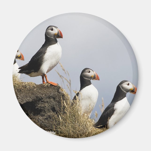 Puffins Magnet (Vorne)