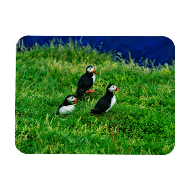 Puffins Magnet (Horizontal)