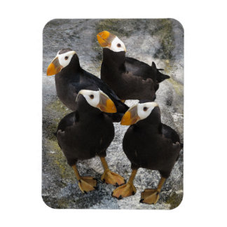 Puffins.. Magnet