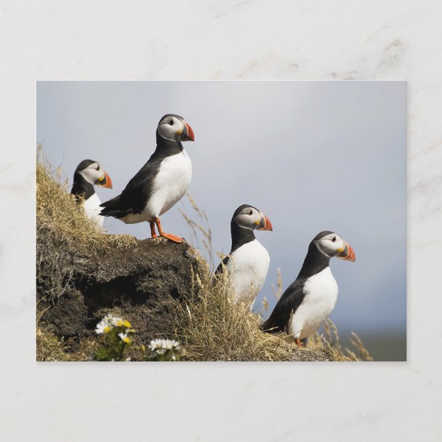 Puffins Postkarte (Vorderseite)