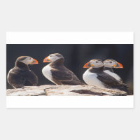 Puffins