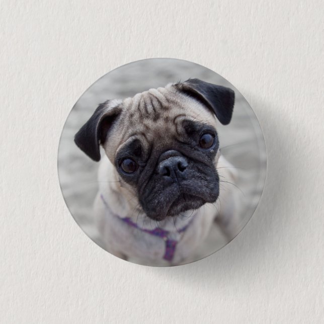 Pug Closeup Button (Vorderseite)
