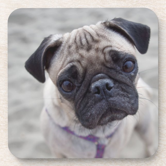 Pug Closeup Getränkeuntersetzer (Vorderseite)