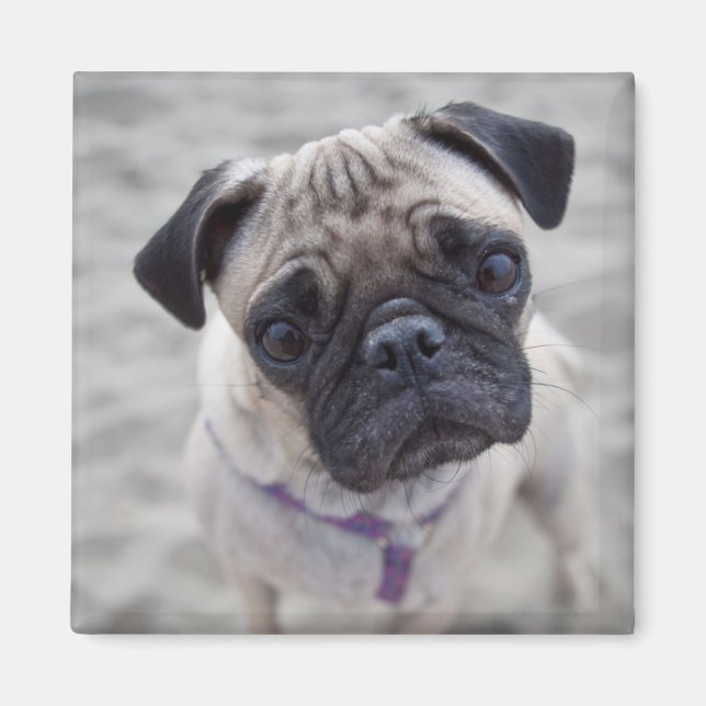 Pug Closeup Magnet (Vorne)