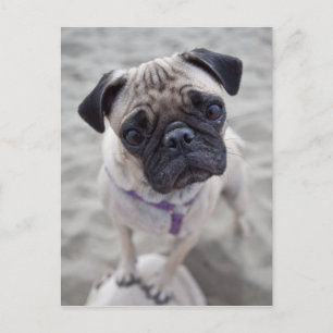 Pug Closeup Postkarte