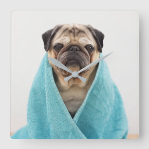 Pug in a Towel Quadratische Wanduhr