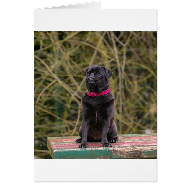 pug noir assis (Devant)