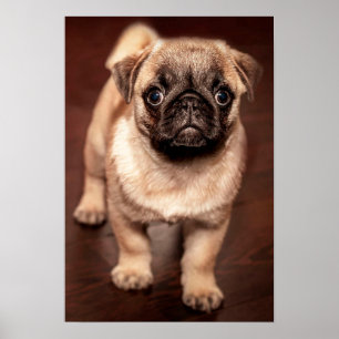 Pug Puppy Poster