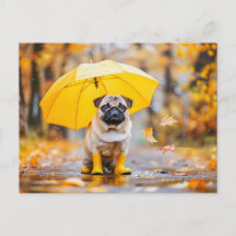 Pug with Umbrella and Boots in Rain