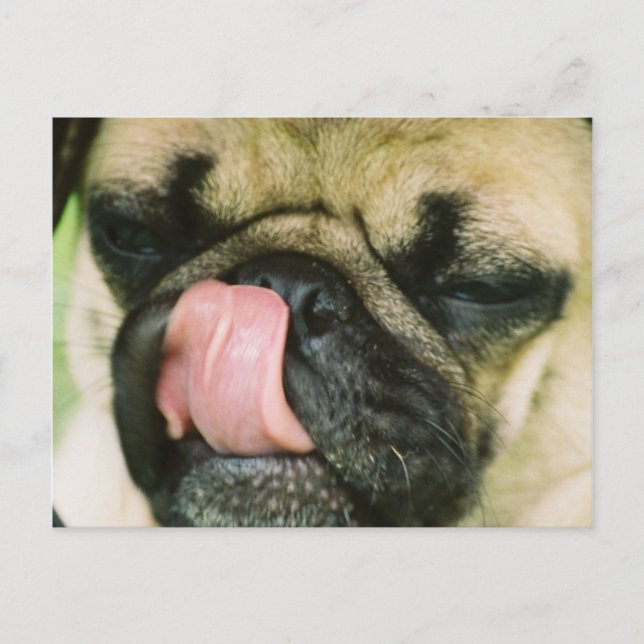 Pugalicious Postcard Postkarte (Vorderseite)