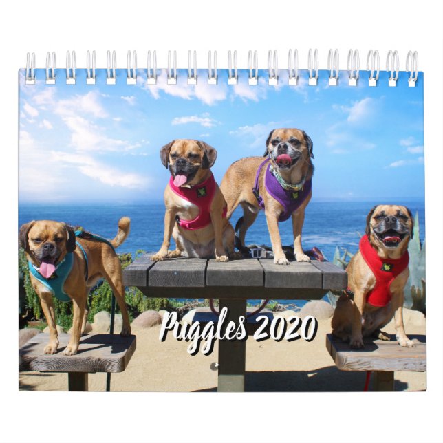 PUGGLE - KALENDER 2019 (Titelbild)