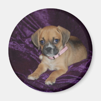 Puggle-Liebe Magnet