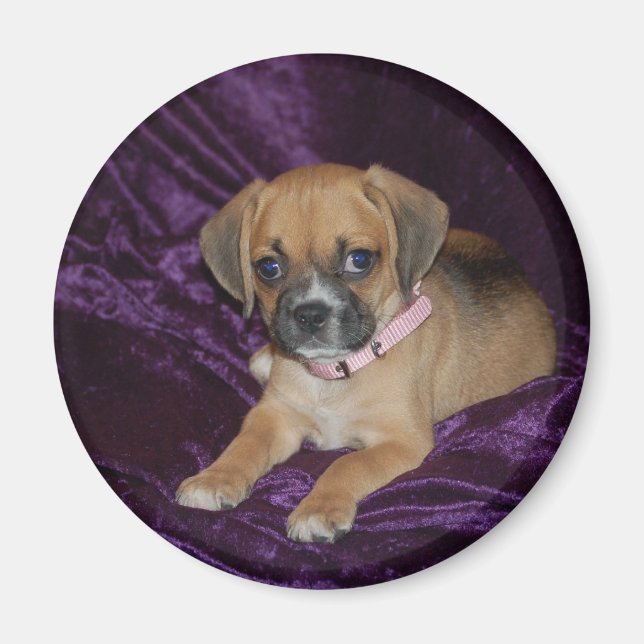 Puggle-Liebe Magnet (Vorne)