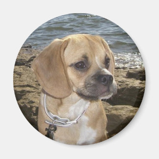 Puggle Magnet