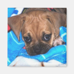 Puggle Magnet