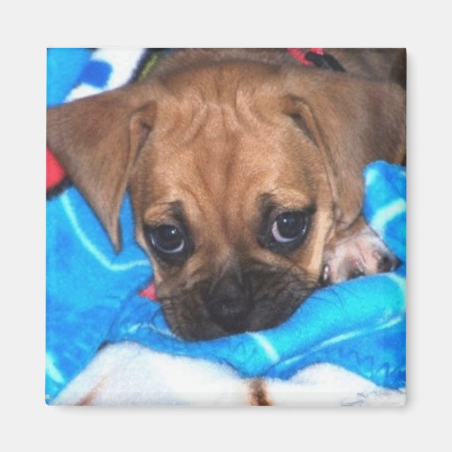 Puggle Magnet (Vorne)