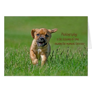Puggle Pup