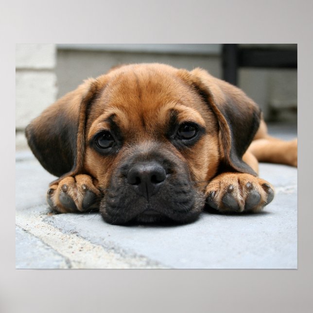 Puggy Poster (Vorne)