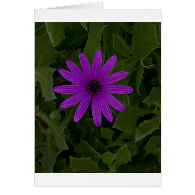 Puissance violette (Devant)