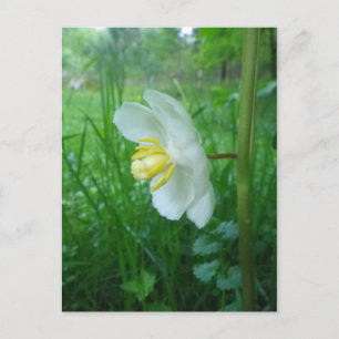 Puisse Apple fleurir carte postale