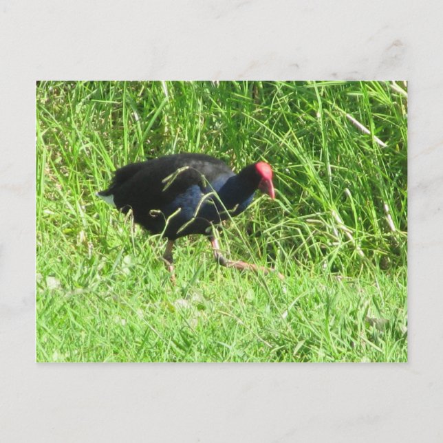 Pukeko Postkarte (Vorderseite)