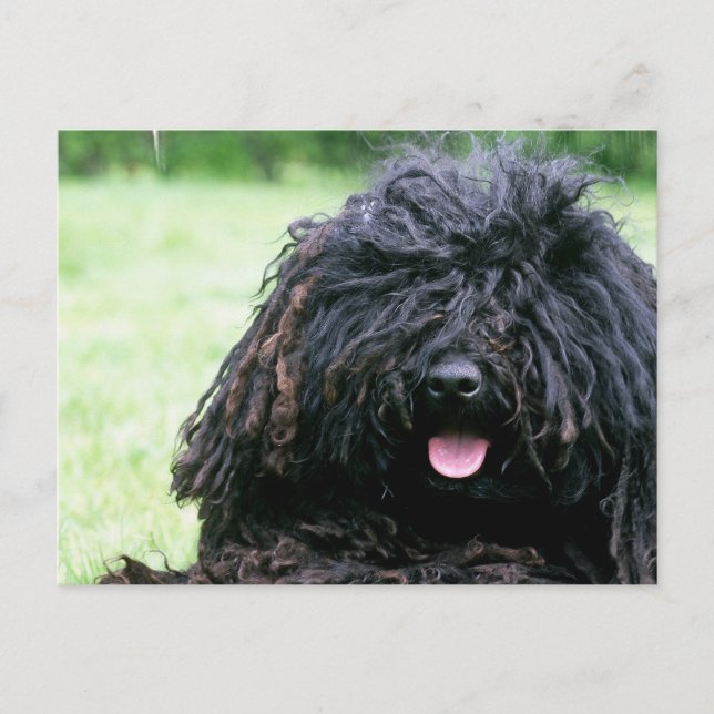 Puli Hundepostkarte Postkarte (Vorderseite)