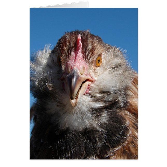 Pullet saumon Faverolle (Devant)