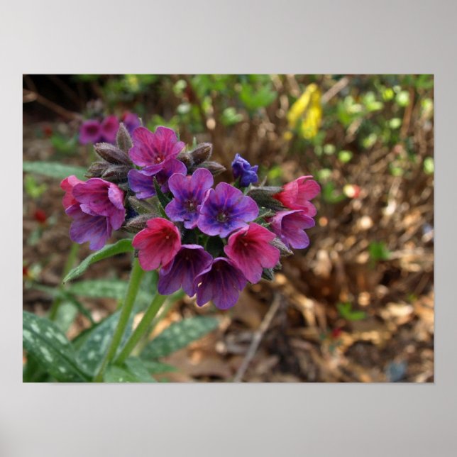 pulmonaria raspberry splash poster (Vorne)