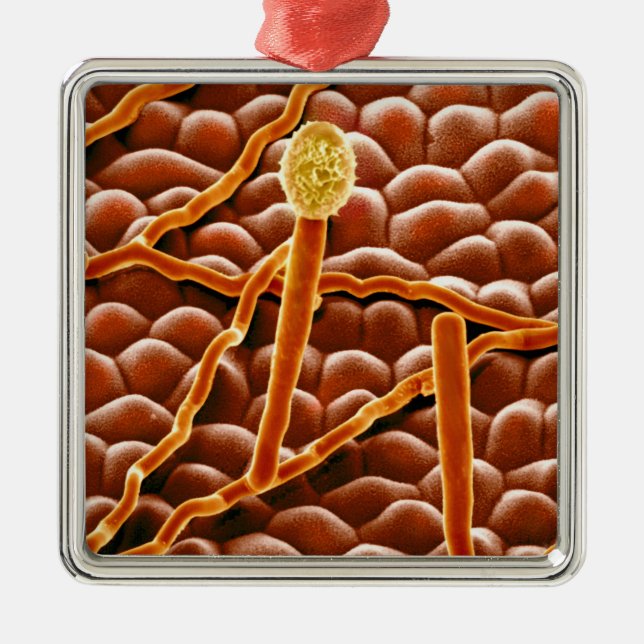 Pulvriger Mehltau-Pilz auf Poinsettia Ornament Aus Metall (Vorne)