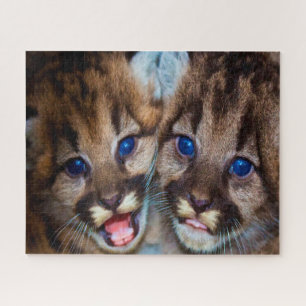 Puma Berglöwe.