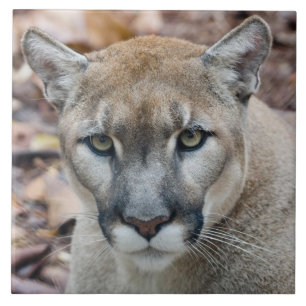 Puma, Berglöwe, Florida-Panther, Puma Fliese