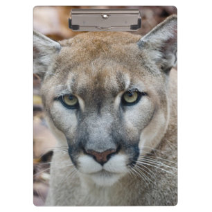 Puma, Berglöwe, Florida-Panther, Puma Klemmbrett