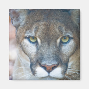 Puma, Berglöwe, Florida-Panther, Puma Magnet
