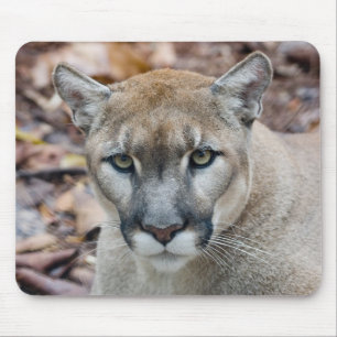 Puma, Berglöwe, Florida-Panther, Puma Mousepad
