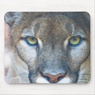 Puma, Berglöwe, Florida-Panther, Puma Mousepad