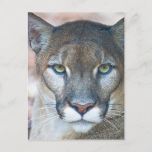 Puma, Berglöwe, Florida-Panther, Puma Postkarte