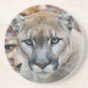 Puma, Berglöwe, Florida-Panther, Puma Sandstein Untersetzer