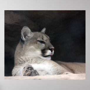 Puma-Berglöwe-Porträt-Nahaufnahme Poster