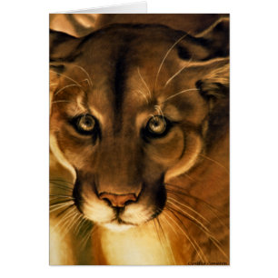 Puma - Berglöwe - Puma