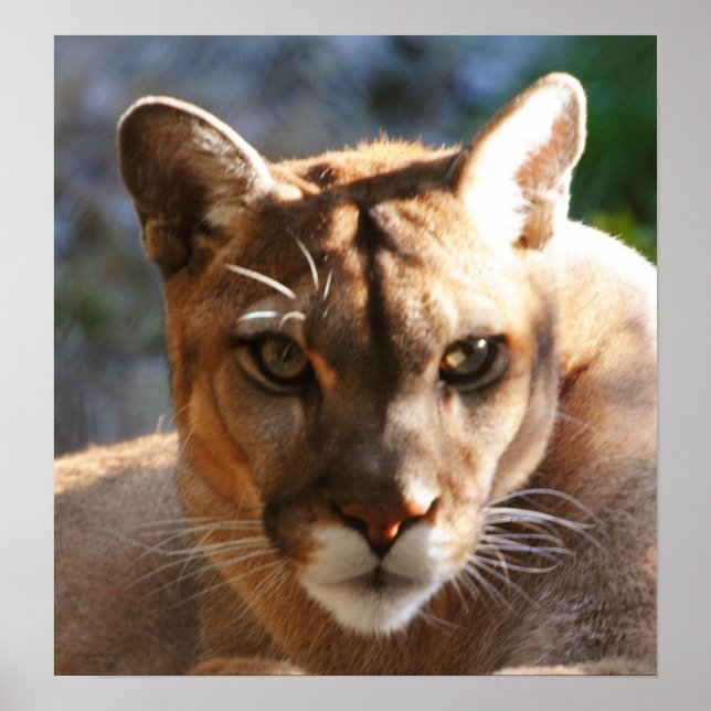 Puma Closeup Poster (Vorne)