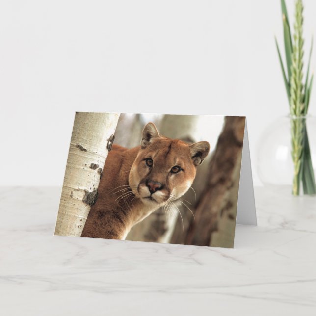 Puma-Fotografie Karte (Vorderseite)