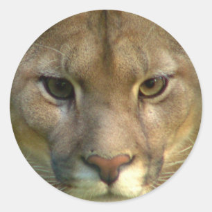 Puma-Gebirgskatzen-Aufkleber Runder Aufkleber