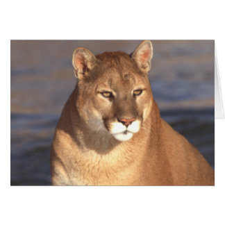 Puma-Gesicht