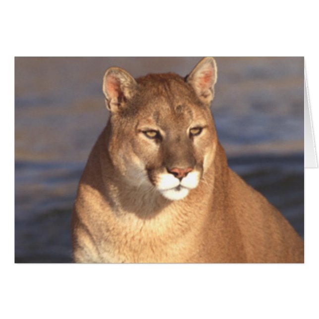 Puma-Gesicht (Vorderseite (Horizontal))