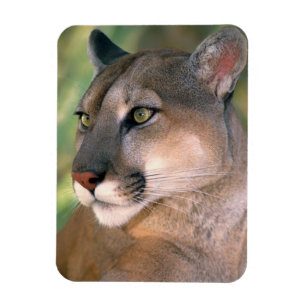 Puma, Kalifornien Magnet