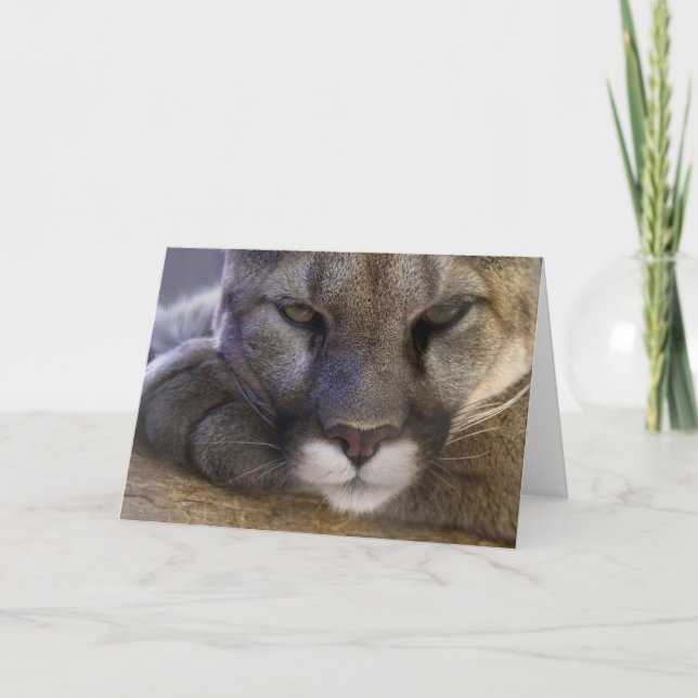 Puma Karte (Vorderseite)