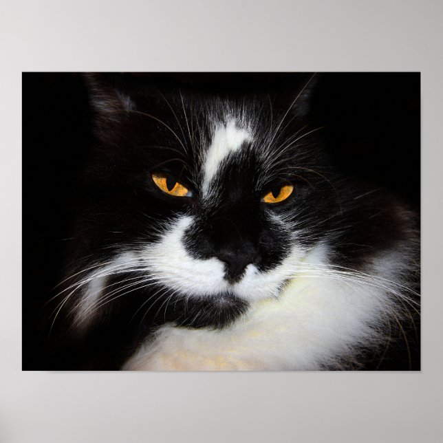 Puma Katze Poster (Vorne)